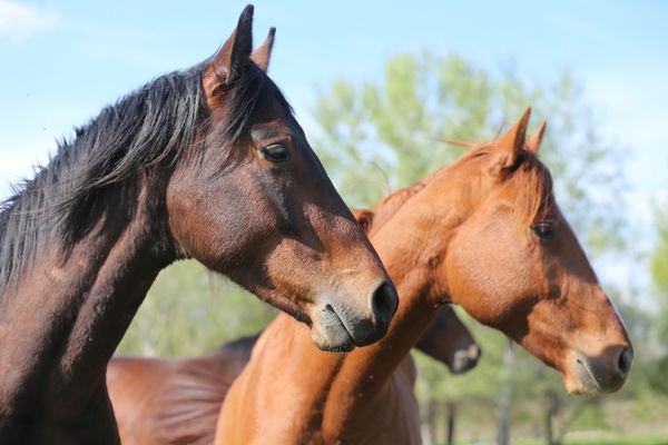 Rückgaberecht Privatkauf: Zwei junge Pferde