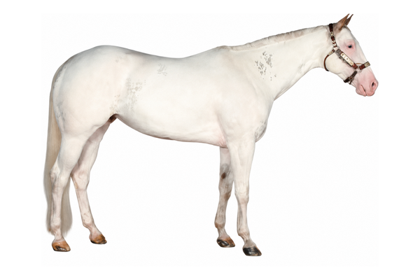 Sabino Overo - American Paint Horse