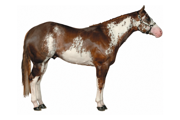 Sabino Overo - American Paint Horse