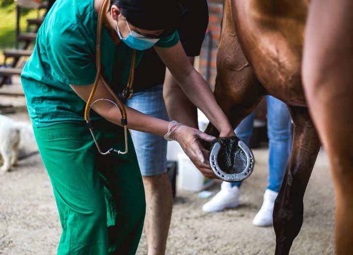 Schale beim Pferd – Was heißt das?