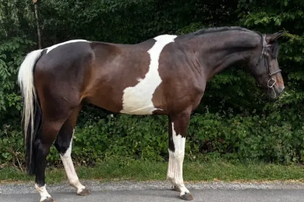Ein braun-weiß geschecktes Pferd (Tobiano) steht im Seitenprofil nach rechts auf einem asphaltierten Weg vor einer dunklen, grünen Hecke. Das Pferd trägt eine Trense, hat dunkelbraunes Fell mit großen weißen Flecken, eine dunkle Mähne und einen Schweif mit hellen, silbrigen Strähnen.