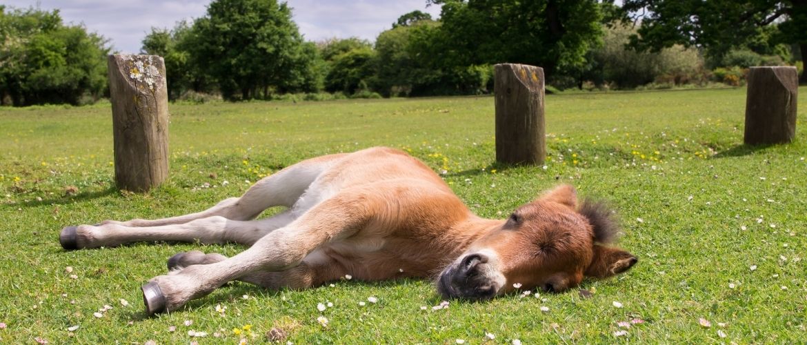 Schlafendes Fohlen auf einer Wiese