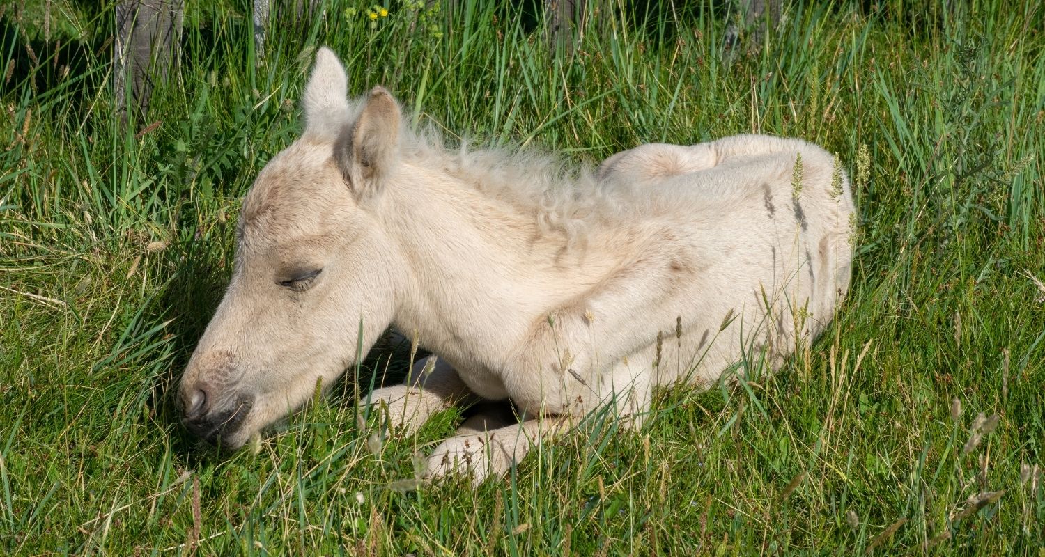 Wie schlafen Pferde: Schlafendes Pferd auf Gras