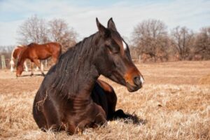 Schlafendes Pferd auf trockenem Gras