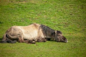 Schlafendes Pferd im Liegen