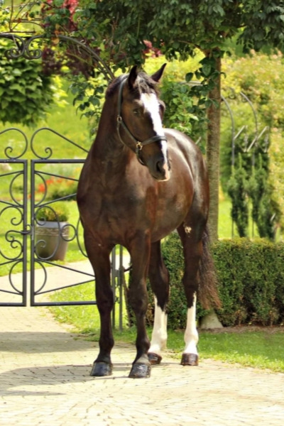 schlesier-pferd-rasseportrait-stehend