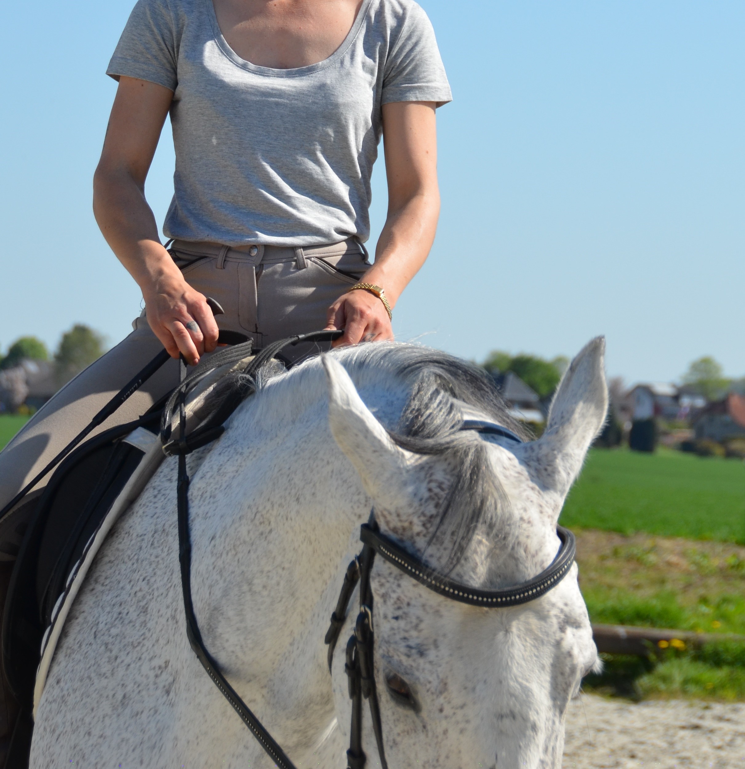 Die richtige Handhaltung beim Reiten | Die Reiterhand