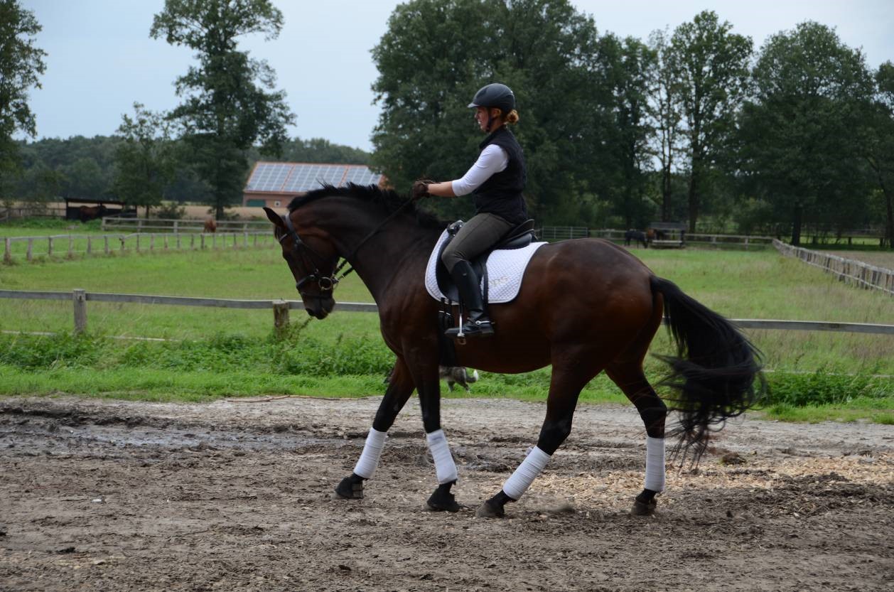 Die richtige Handhaltung beim Reiten | Die Reiterhand