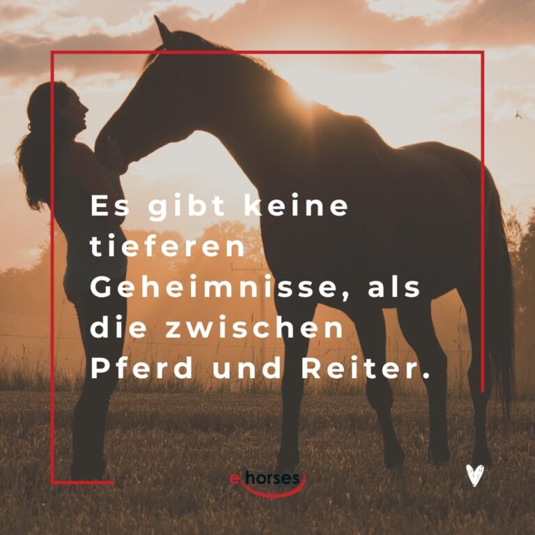 Die 100 Sch nsten Pferdespr che Mit Bildern Ehorses die-100-sch-nsten-pferdespr-che-mit-bildern-ehorses