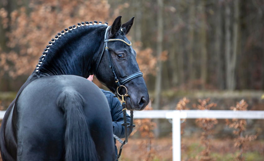 Schweres Warmblut