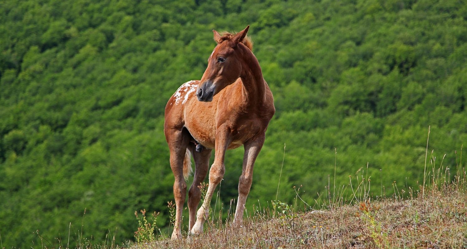 Selenmangel Pferd Ursache