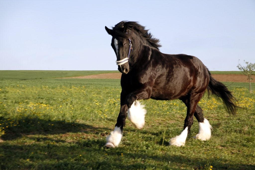 Shire Horse auf der Weide