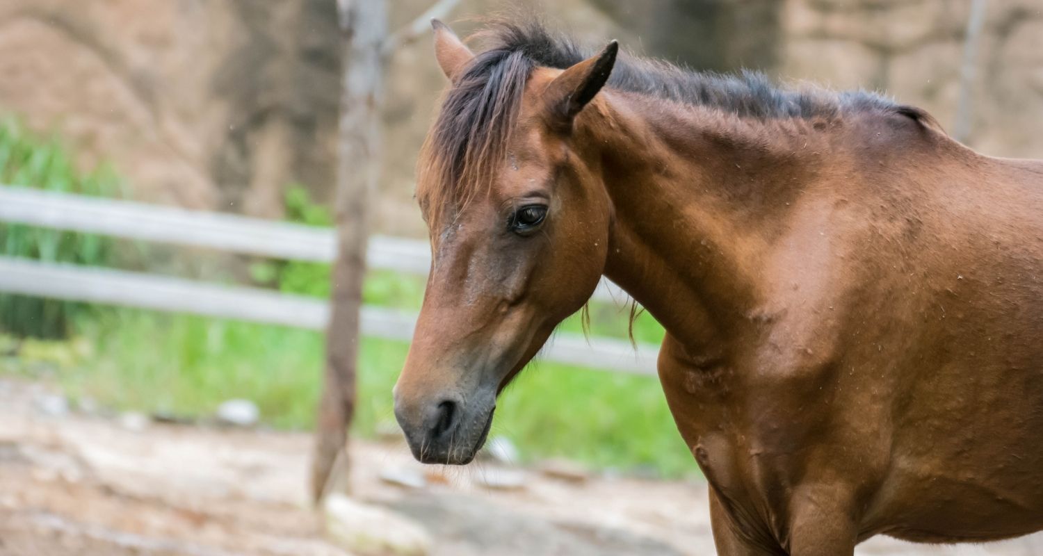 Shivering beim Pferd – Die Zitterkrankheit