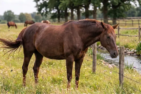 Das Bild zeigt eine sommerliche Weideszene mit einem braunen Pferd im Profil. Am rechten Bildrand fließt ein kleiner Bach mit steiniger Uferböschung, der durch einen Holzzaun sicher von der blühenden Weide getrennt ist. Über das gesamte Bild sind vereinzelt kleine, dunkle Kriebelmücken in der Luft verteilt, sowohl in der Nähe des Pferdes als auch über der Wiese und dem Bachlauf. Im Hintergrund erstreckt sich die Koppel mit weiteren Pferden unter einer schattigen Baumreihe bei hellem, natürlichem Tageslicht.
