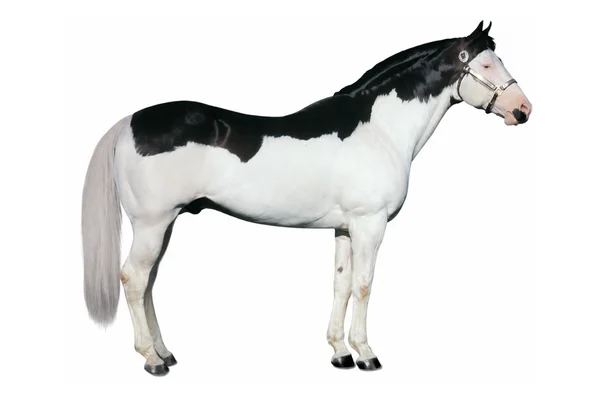 Splashed White Overo - American Paint Horse