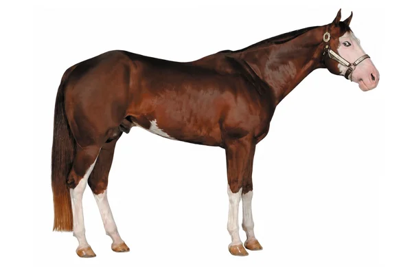 Splashed White Overo - American Paint Horse