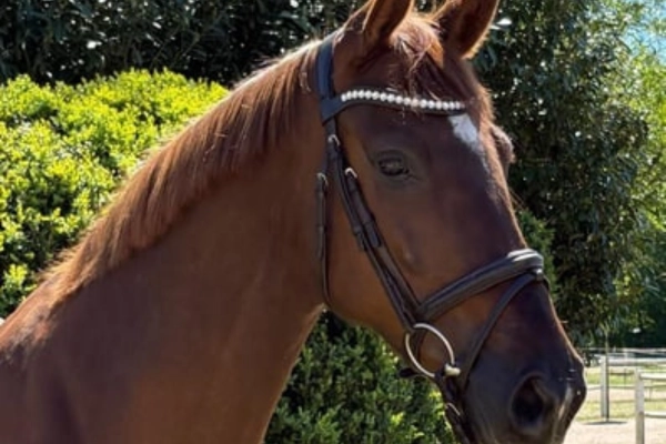 springpferde-der-woche-unter-15000-030326-holsteiner (1)