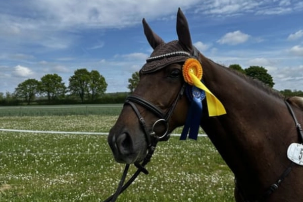 springpferde-der-woche-unter-15000-030326-holsteiner (2)