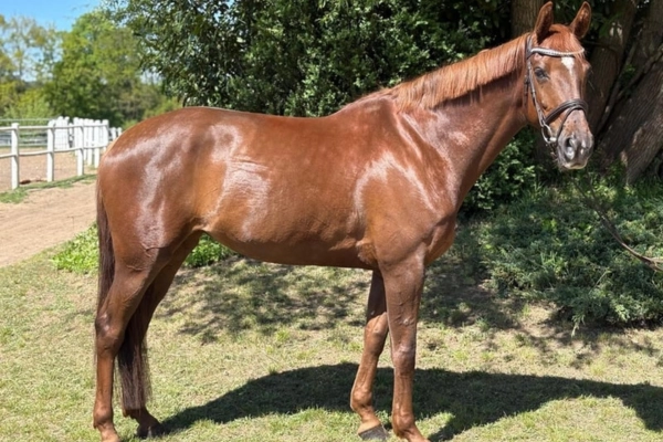 springpferde-der-woche-unter-15000-030326-holsteiner