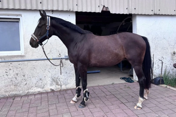 springpferde-der-woche-unter-15000-030326-oldenburger (1)