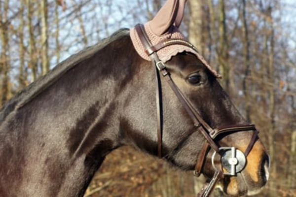 springpferde-der-woche-unter-15000-030326-oldenburger (2)