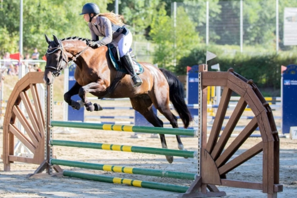 springpferde-der-woche-unter-15000-030326-oldenburger