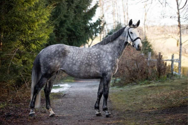 springpferde-der-woche-unter-15000-030326-zangersheider (1)