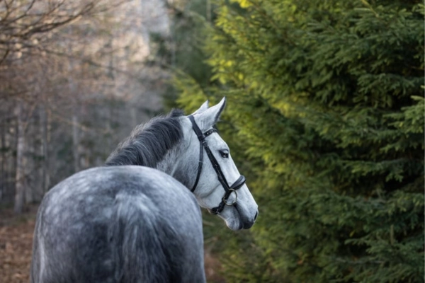 springpferde-der-woche-unter-15000-030326-zangersheider (3)