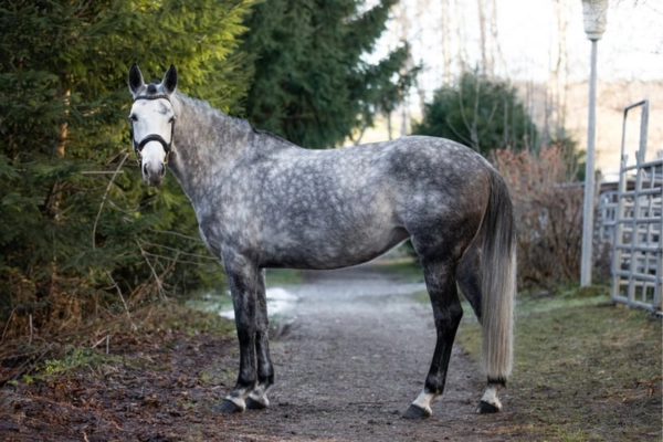 springpferde-der-woche-unter-15000-030326-zangersheider