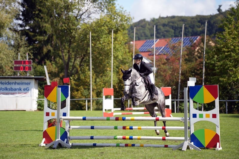 Springpferde Top Springpferde für 15.000€ I ehorses