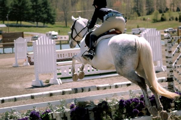 Springreiten: Pferd und Reiter über Sprung von hinten