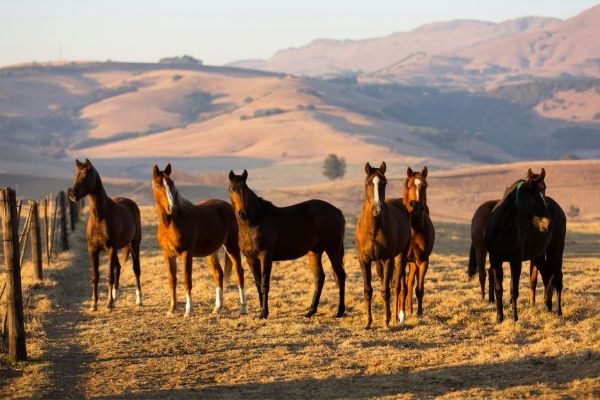 Springreiten: Pferdeherde auf Weide