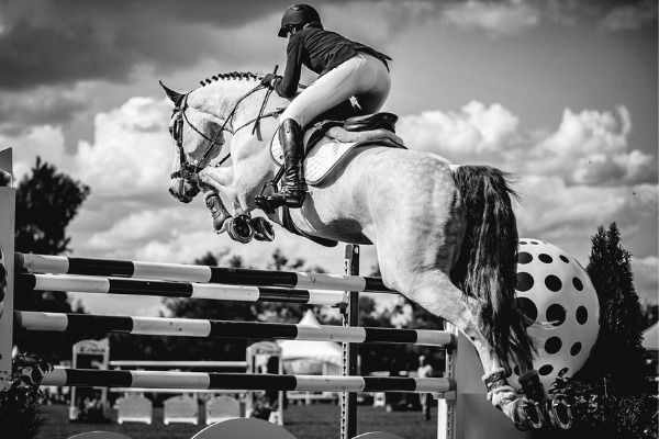 springreiten-reitdisziplin-weißes-springpferd-oxer