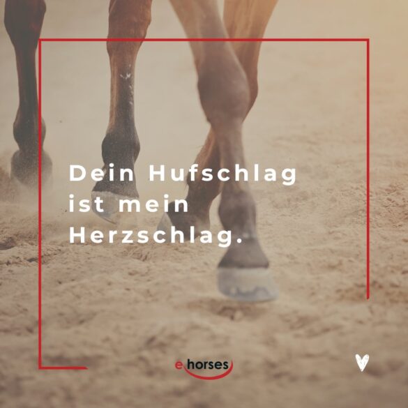 Die 100 schönsten Pferdesprüche mit Bildern ehorses