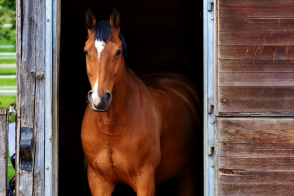 Papiere vom Pferd Equidenpass, Eigentumsurkunde & Co ehorses