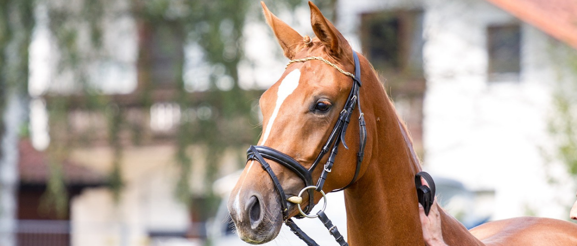 Stammzellentherapie beim Pferd – Alles über die Möglichkeit, Lahmheiten zu behandeln