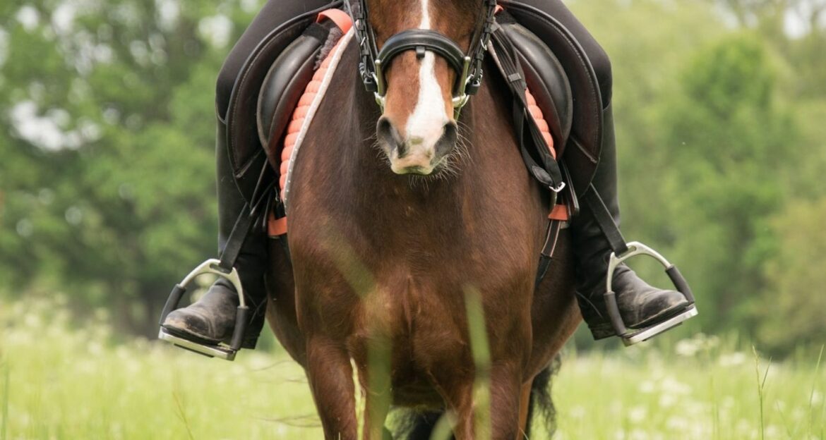 Temperatur beim Pferd: Fieber erkennen & messen | ehorses.de Magazin
