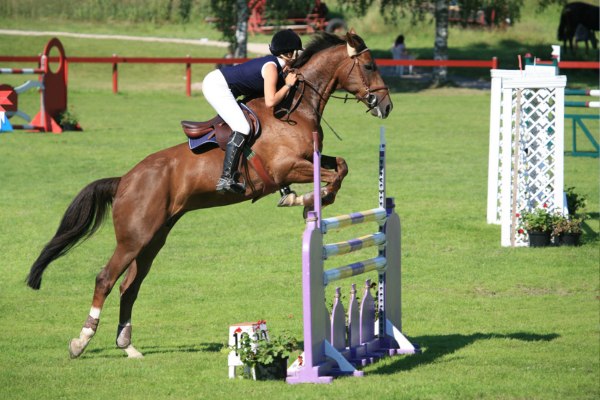 Springreiten: Pferd springt über Steilsprung