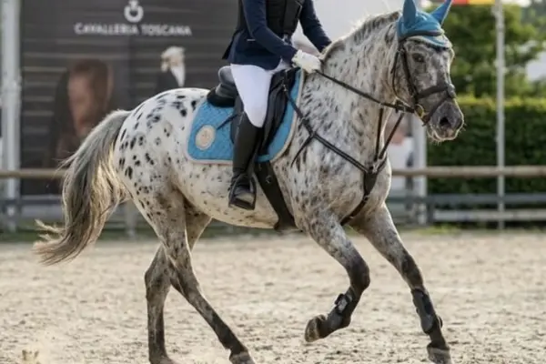 Ein geflecktes Pferd (Tigerschecke) mit Reiter im Galopp auf einem Sandplatz mit hellblauer Schabracke und Fliegenhaube.