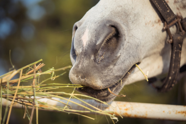 stress-bei-pferden-raufutter-wiese