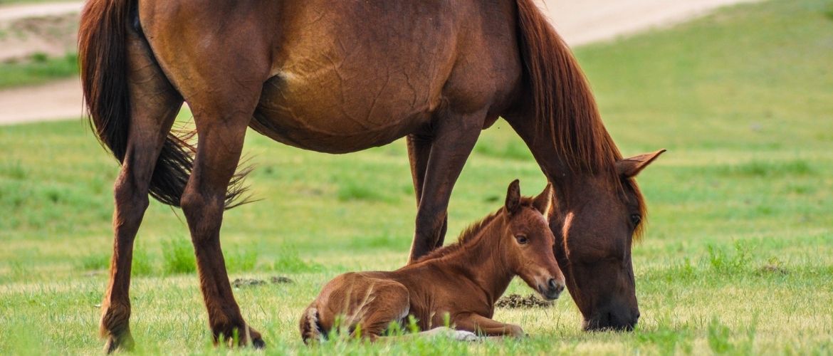 Stute steht mit ihrem Fohlen auf einer Wiese. Fohlen liegt dabei im Gras.