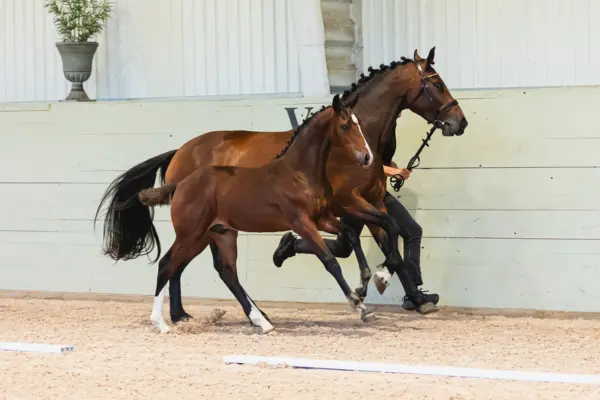 SWB Elite Foal Auctions 2026 – Impression 3
