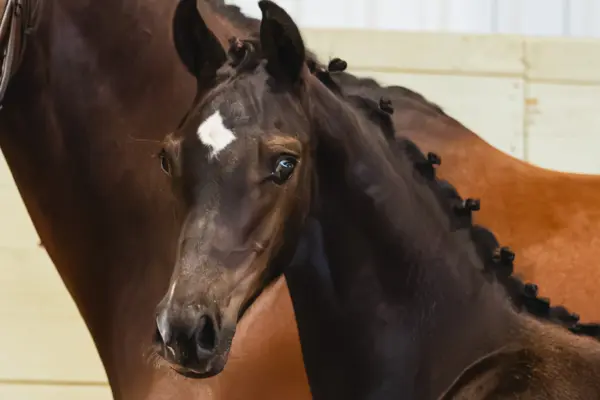 SWB Elite Foal Auctions 2026 – Impression 2