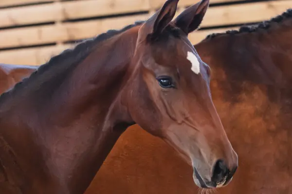 SWB Elite Foal Auctions 2026 – Impression 1