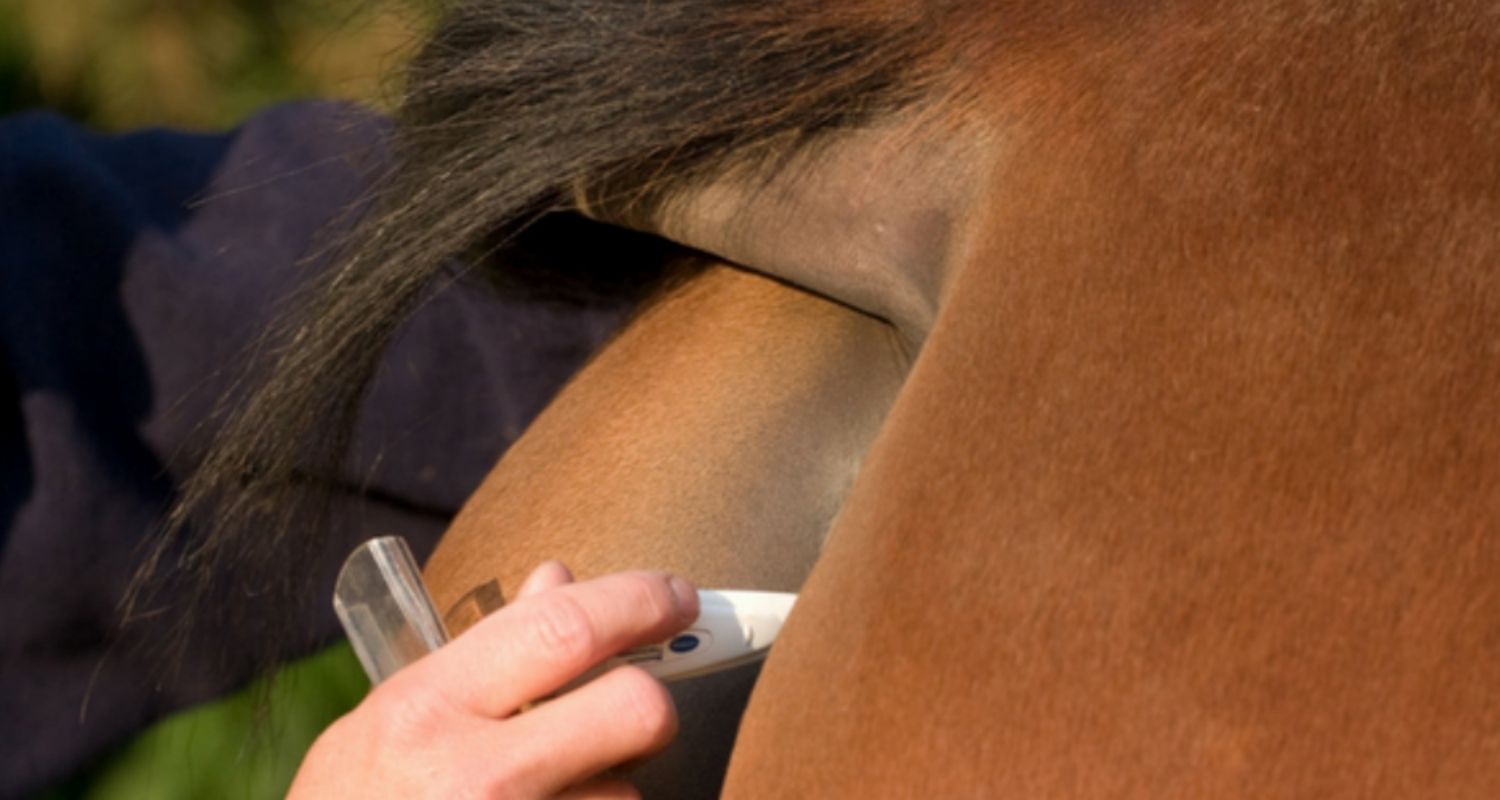 Temperatur beim Pferd: Fieber erkennen & messen