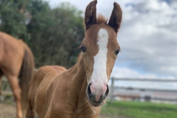 Tennessee Walking Horse Fohlen