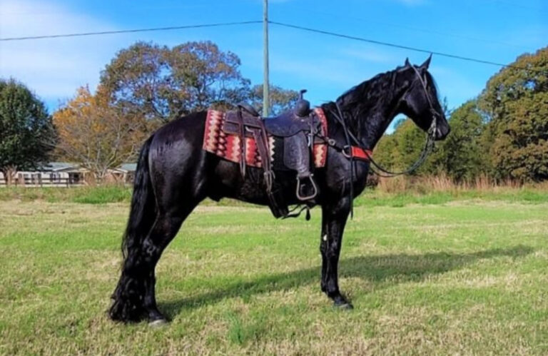 Tennessee Walking Horse