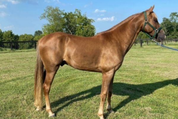 Tennessee Walking Horse Fuchs von der Seite