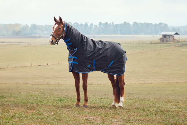 Thermoregulation beim Pferd