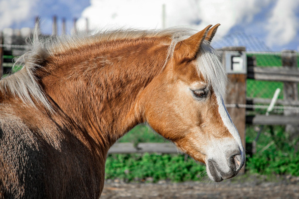 tierhaare-entfernen-pferdehaare-haflinger